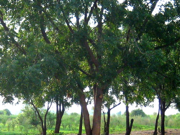 Neem-Wäldchen auf Active Aid in Africa-Grundstück in Ngona, Malawi