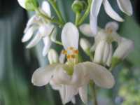 Moringa-Bl&uuml;te