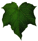 Jatropha-Blatt Jatropha-Blatt