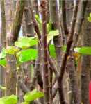 Erste Bl&auml;tter an Jatropha-Stecklingen