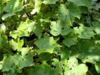 Jatropha ist sehr robust