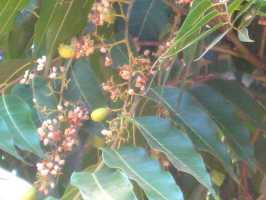Neem mit Fr&uuml;chten und Bl&uuml;ten