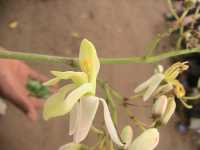 Moringa-Bl&uuml;te