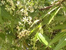 Neem-Bl&uuml;ten