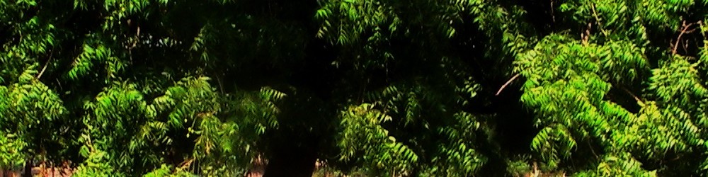 Bl&auml;tterdach des Niem-Baumes, Ngona, Active Aid in Africa